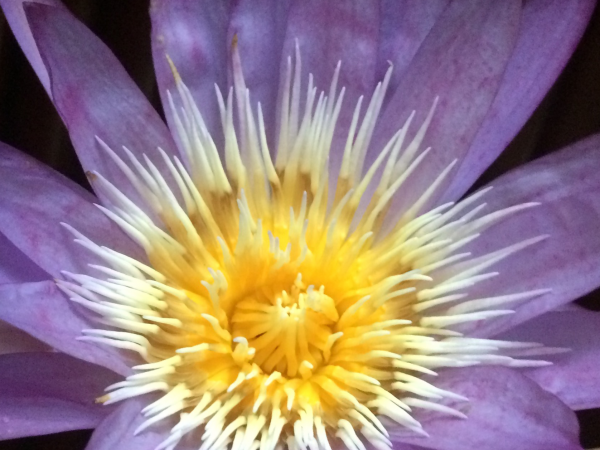 For the Beautiful Woman, by Dale Pendell